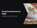 Fecal Incontinence in Dogs Symptoms, Causes, and Treatments