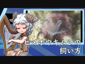 ヒメホウキムシの飼い方【アクアリウム】