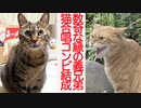 数奇な縁のトラ猫義兄弟、猫合唱デュオを結成する