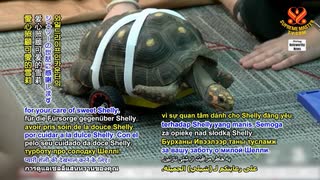 人気の カメ 動画 1 158本 3 ニコニコ動画