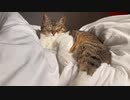 全力で太陽光を浴びるネコ