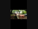 最凶ボス猫におびえイカ耳な猫をしり目に・・・#Shorts【野良猫】【感動猫】