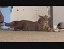 ホモと見る　紙屑一つでめちゃくちゃ荒ぶる猫さん