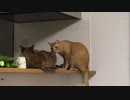 みーさんは高貴なのでお近づきになれない