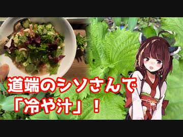 【思い切って野草を食べてみよう】#81 シソさんで「冷や汁」！