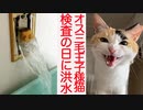 オス三毛王子様猫、検査の帰りに洪水に遭う