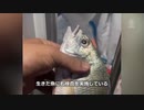 魚も武漢肺炎になる？　魚介類にもPCR検査を実施
