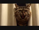 八つ当たりする猫