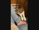 ジャンプするかしないか迷いまくる猫