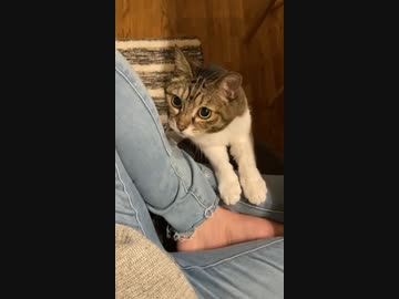 ジャンプするかしないか迷いまくる猫
