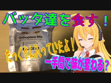 【第八回ひじき祭】バッタ達を食す！（バッタの素炒め）