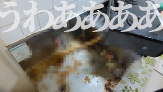 料理動画を撮ろうとしたらキッチンが汚すぎたから徹底的に掃除した