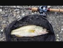 【バス釣り】2022/04/02 某川にて【BFS】