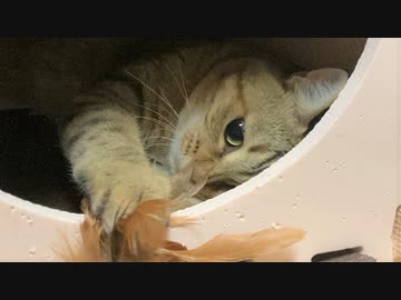 タタルさん外出禁止！