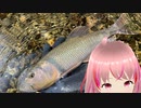 夏の風物詩！ケタバスを狙ってきた。