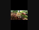 ねこじゃすりにハマる茶トラ猫#Shorts【野良猫】【感動猫】