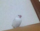 【ユキ】涼しげな二匹【ハク】