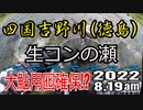 アユの友釣り 四国吉野川(徳島県) 生コンの瀬 2022.8.19am