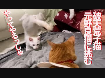 元野良猫、破天荒子猫に猫社会の厳しさを叩き込む