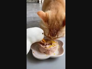 ホモと見る　猫とアヒルの食べ方の差