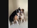 ホモと見る　どうしても写真は一緒に撮りたいワンコ
