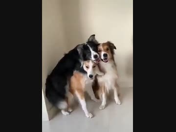 ホモと見る　どうしても写真は一緒に撮りたいワンコ