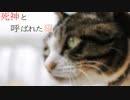 リアリスト猫せらぴい【死神と呼ばれた猫】フリーゲーム実況