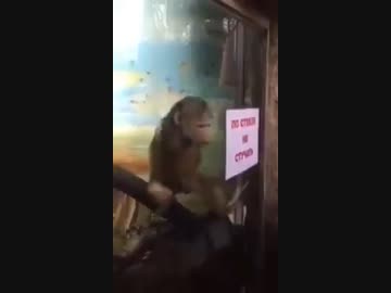 窓シコ