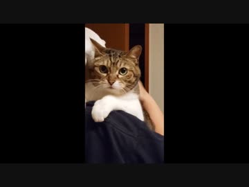シニア猫だけど赤ちゃんみたいにゲップださせてもらう