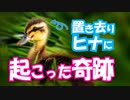 0527C⑥【独りぼっちのヒナに奇跡】戻ってきた母と再挑戦