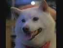 マスターデュエル【リミレギュ後　環境分析】