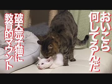 控えめ次男坊猫、保護子猫に教育的マウントを食らわせる