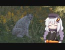 広大な大自然で狩りをするあかりちゃんのtheHunter: CotW#6