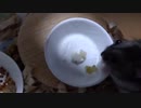 ハムスター飼いました。その135～ハムスターくんたちとお誕生日～