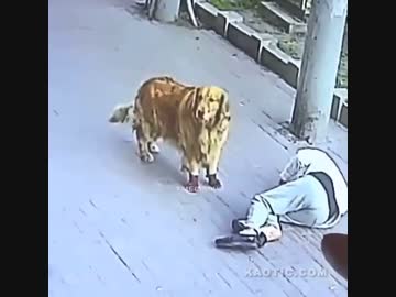 ホモと見る爺の頭の上に落ちてくる猫