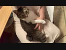 膝に乗ってお腹を撫でられたい猫