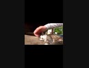 誰もいない古民家で暮らす猫達#Shorts【野良猫】【感動猫】