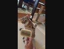 「毛づくろいブラシと遊ぶ猫」#ねこのきもち #pecotv #猫好きさんと繋がりたい #猫動画 #shorts #cats #funnycat #catvideo #funniestcat