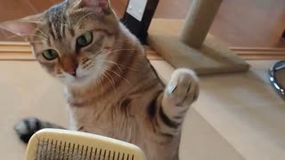 「毛づくろいブラシと遊ぶ猫」#ねこのきもち #pecotv #猫好きさんと繋がりたい #猫動画 #shorts #cats #funnycat #catvideo #funniestcat