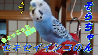 セキセイインコのそらちゃん ちょこっと動画 2022年8月24日