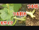 メロンに『つる枯病』『つる割れ病』『モザイク病』病害ラッシュ！【メロン_2022年_part_03】