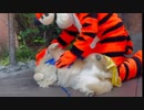 ホモと見る　ディズニーランドで大好きなティガーさんに会えたワンコ