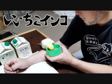 お爺ちゃんインコとオッサンがひたすらイチャイチャする動画