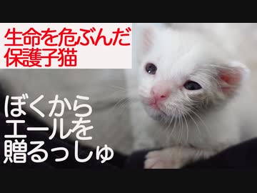 生命を危ぶんだ保護子猫、頑張るあなたにエールを贈る
