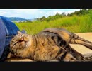 海の見える丘の上のベンチに座っていたら野良猫が隣に座ってきて癒される
