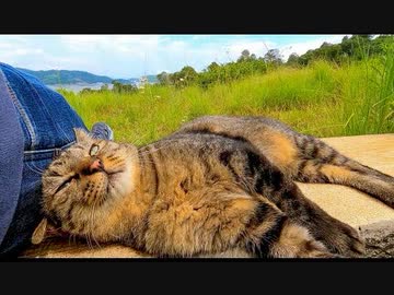 海の見える丘の上のベンチに座っていたら野良猫が隣に座ってきて癒される