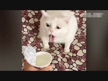 ホモと見るハプニング集4