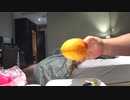 台湾・台北旅行記 2019年4～5月 Trip in Taiwan 「窓無し部屋」からラジオうだうだ放送？【元号またぎの旅】 #002