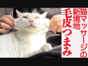 猫マッサージの新境地「毛皮つまみ」、発見される