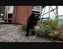 お兄ちゃん、遊ばないの？【特別再編集編①】